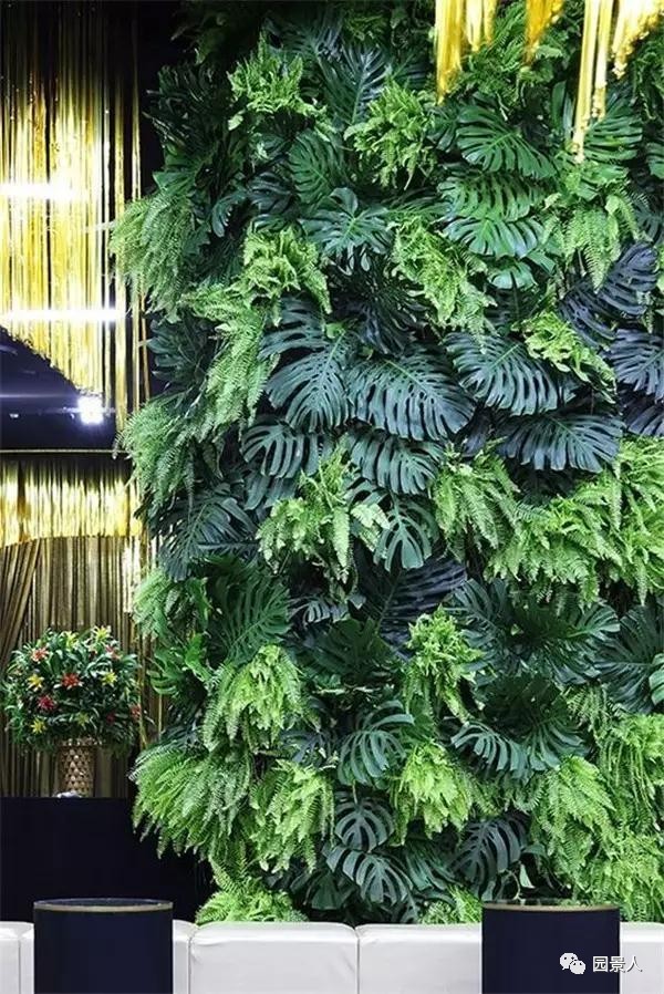 一说到垂直绿化,脑袋里就蹦出他,他,他(附失败案例经验总结)