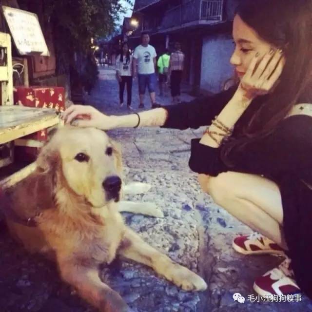 狗子好不容易和金毛女神独处,动情关键时刻竟然尿了!现场日狗真是……