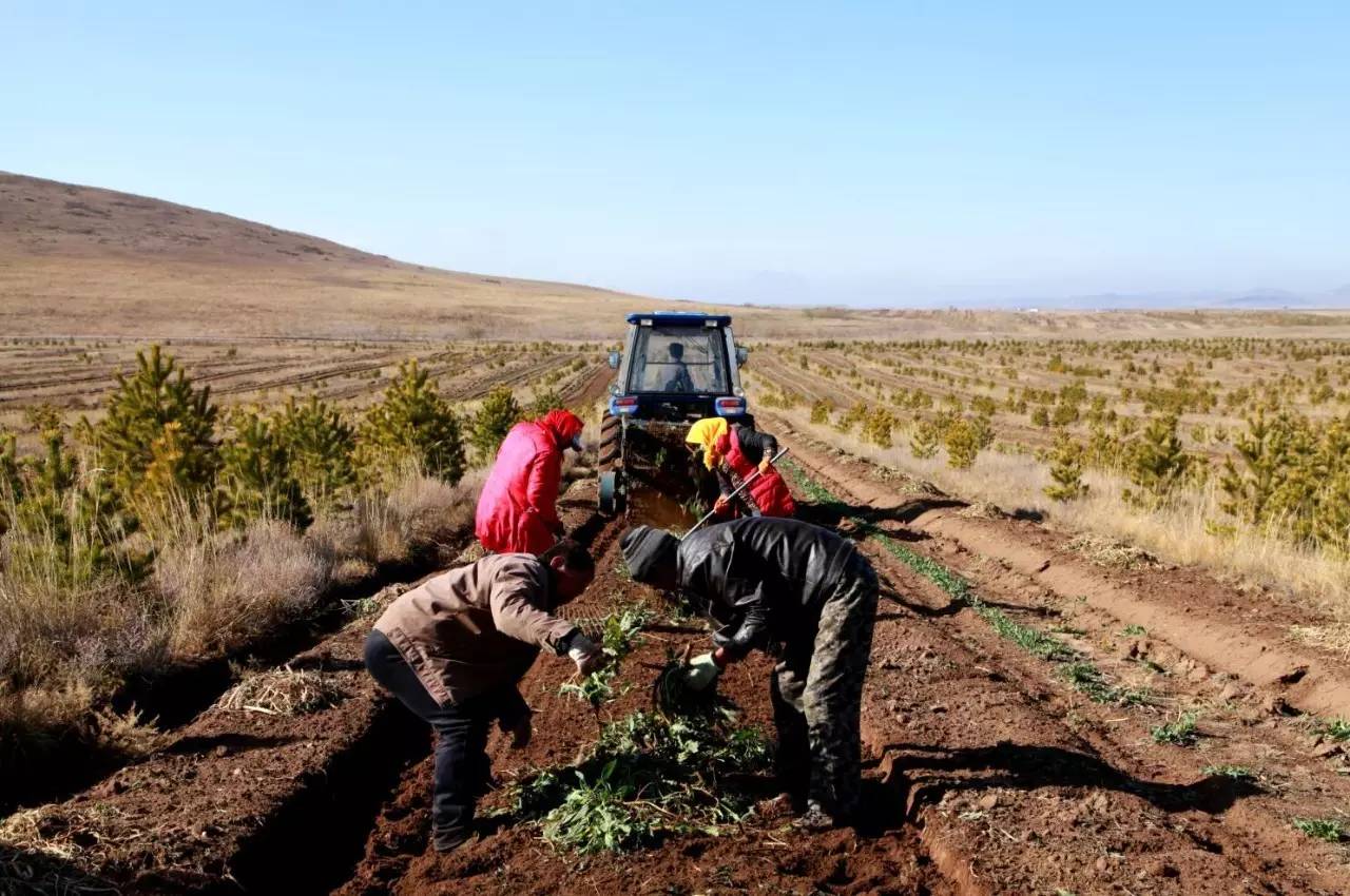 多伦县生态建设,多伦县原生态草原