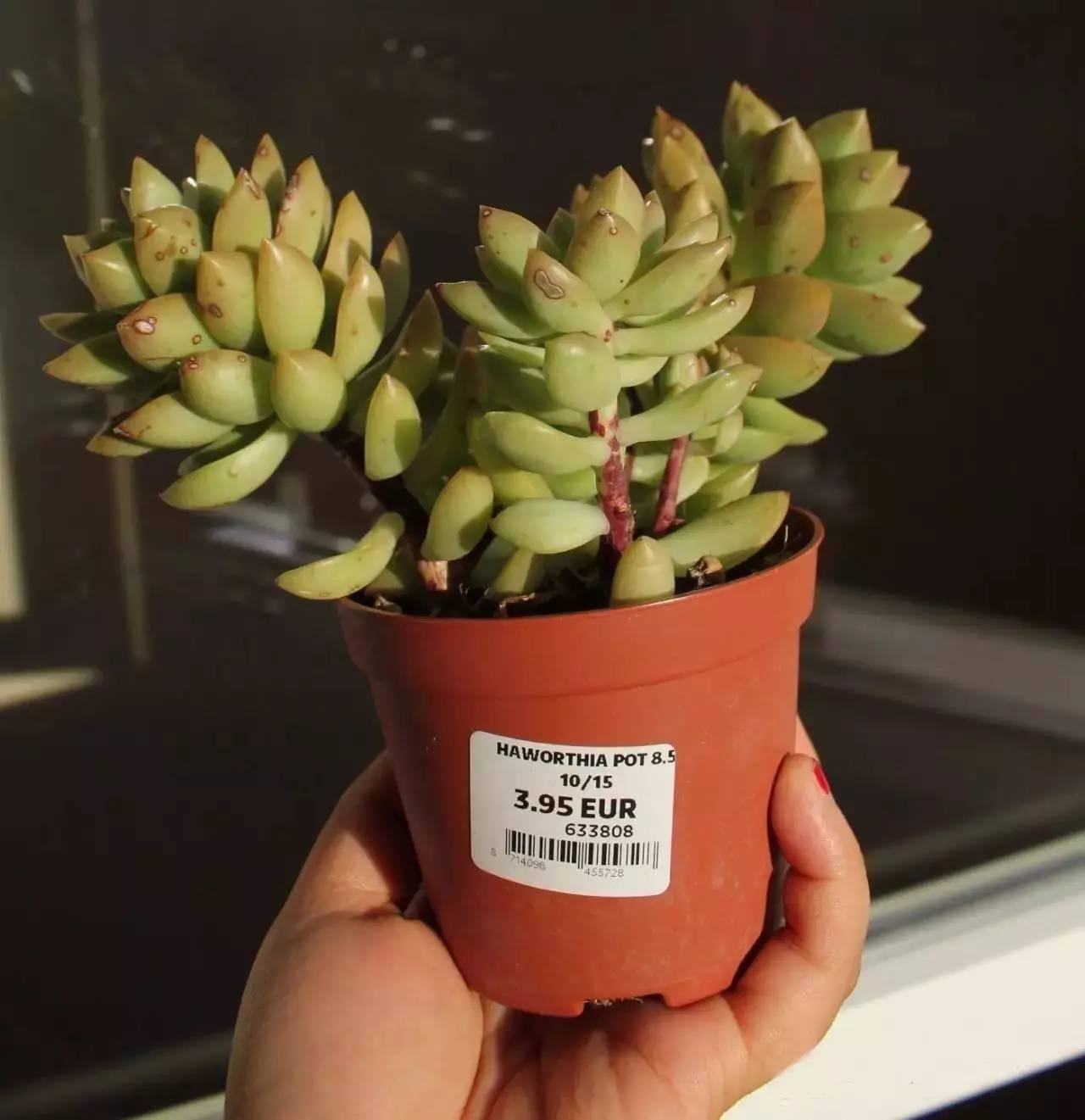 黄丽难养吗,黄丽怎么养