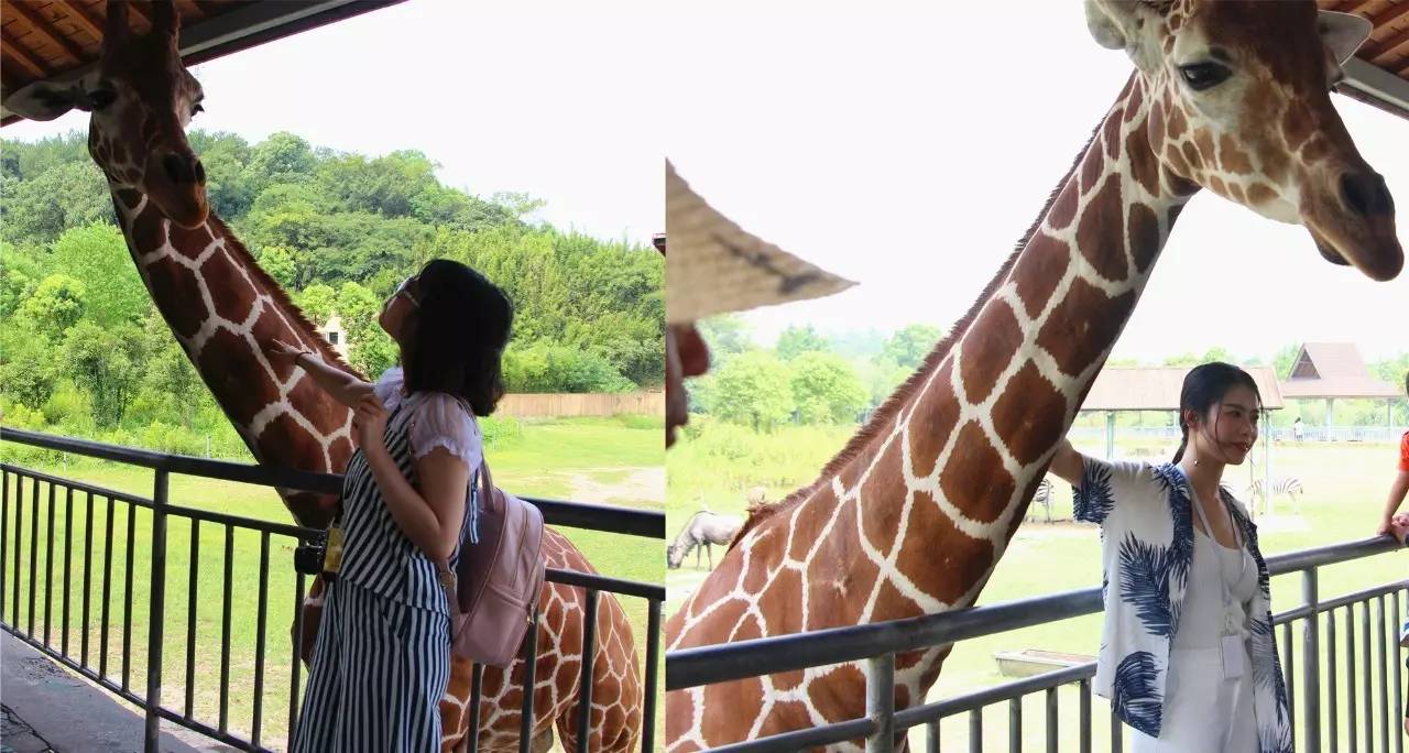 雅戈尔动物园门票免费几天,国庆节雅戈尔动物园免门票吗