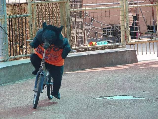 雅戈尔动物园门票免费几天,国庆节雅戈尔动物园免门票吗