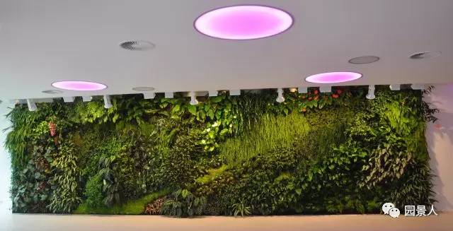 一说到垂直绿化,脑袋里就蹦出他,他,他(附失败案例经验总结)