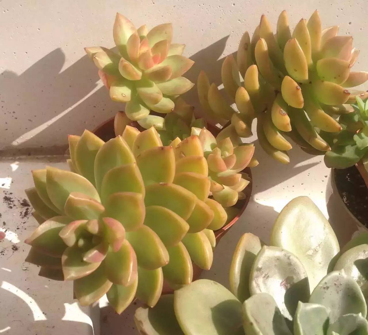 黄丽难养吗,黄丽怎么养