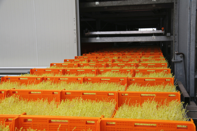 无土栽培蔬菜生产全过程,简易大棚种植无土栽培蔬菜技术