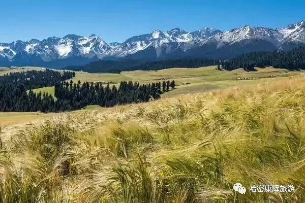 美绝了！全哈密的人都往这里跑~