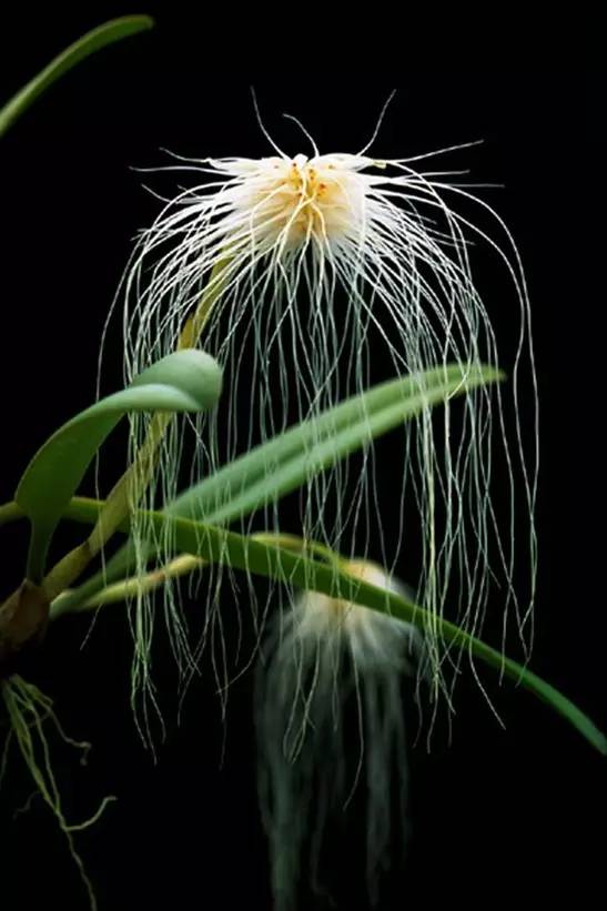 苍山珍稀兰花品种有哪些,顶级珍稀兰花品种大全视频