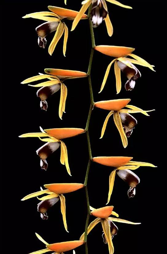 苍山珍稀兰花品种有哪些,顶级珍稀兰花品种大全视频