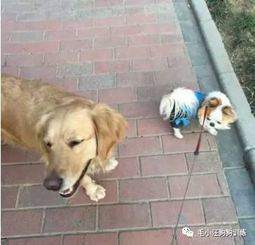 狗子好不容易和金毛女神独处,动情关键时刻竟然尿了!现场日狗真是……