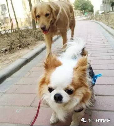 狗子好不容易和金毛女神独处,动情关键时刻竟然尿了!现场日狗真是……