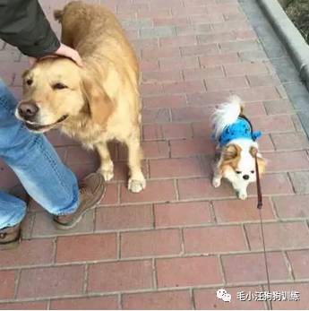 狗子好不容易和金毛女神独处,动情关键时刻竟然尿了!现场日狗真是……