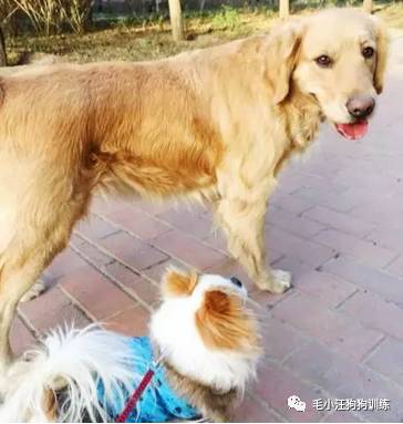 狗子好不容易和金毛女神独处,动情关键时刻竟然尿了!现场日狗真是……