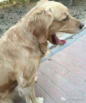 狗子好不容易和金毛女神独处,动情关键时刻竟然尿了!现场日狗真是……