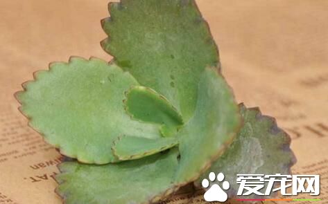 不死鸟多肉怎么养出老桩,不死鸟多肉怎么养才长得粗