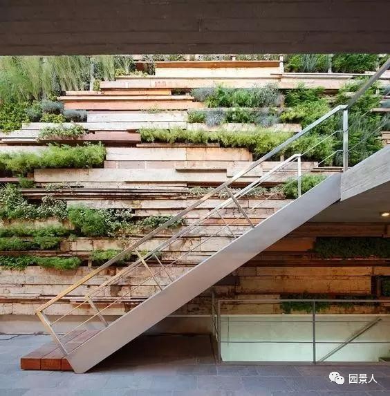 一说到垂直绿化,脑袋里就蹦出他,他,他(附失败案例经验总结)