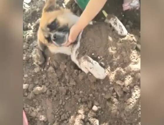 小女孩用泥土玩“埋狗”游戏，狗狗一脸生无可恋的任埋