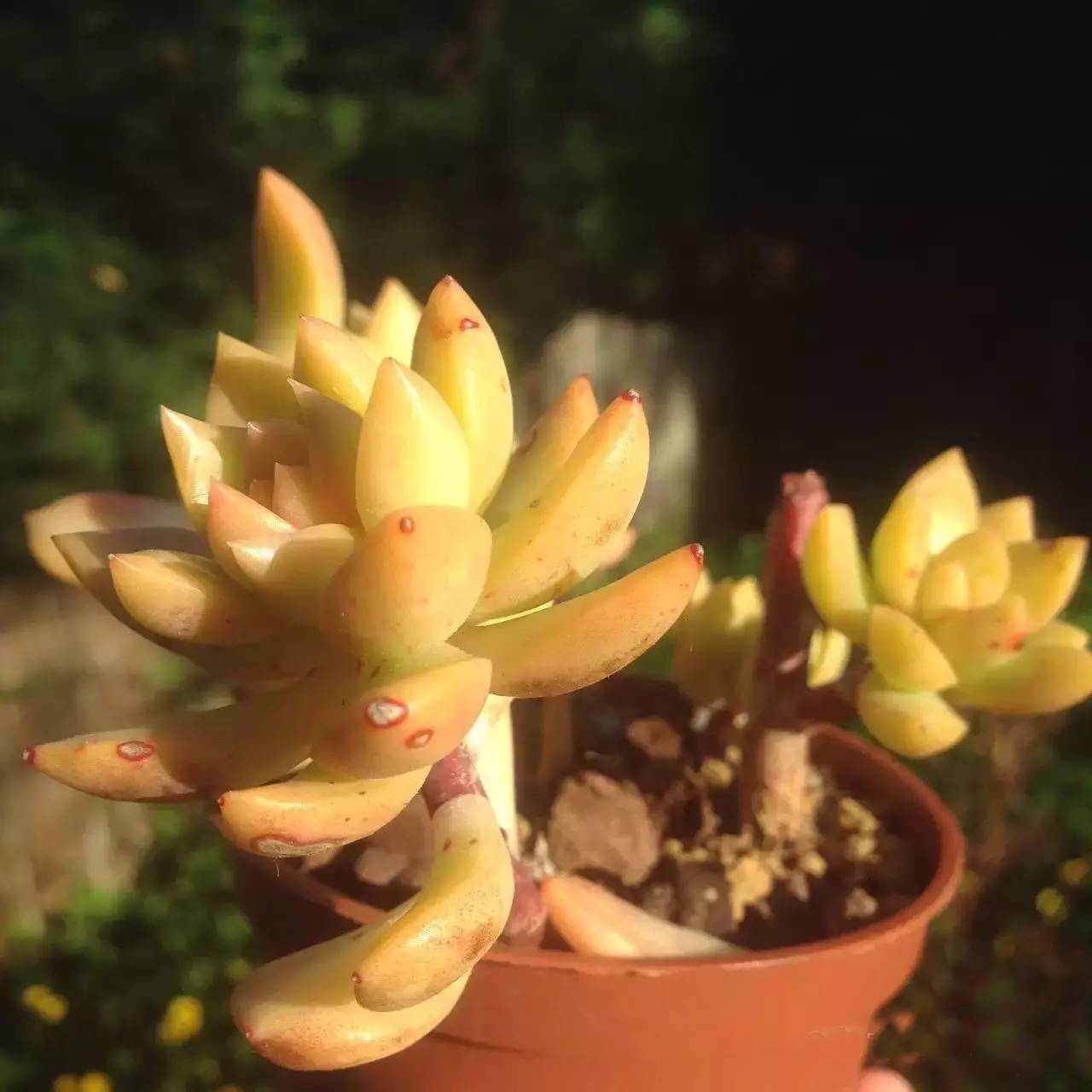 黄丽难养吗,黄丽怎么养