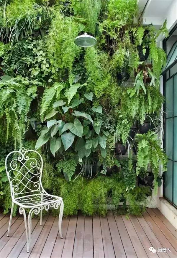 一说到垂直绿化，脑袋里就蹦出他，他，他（附失败案例经验总结）