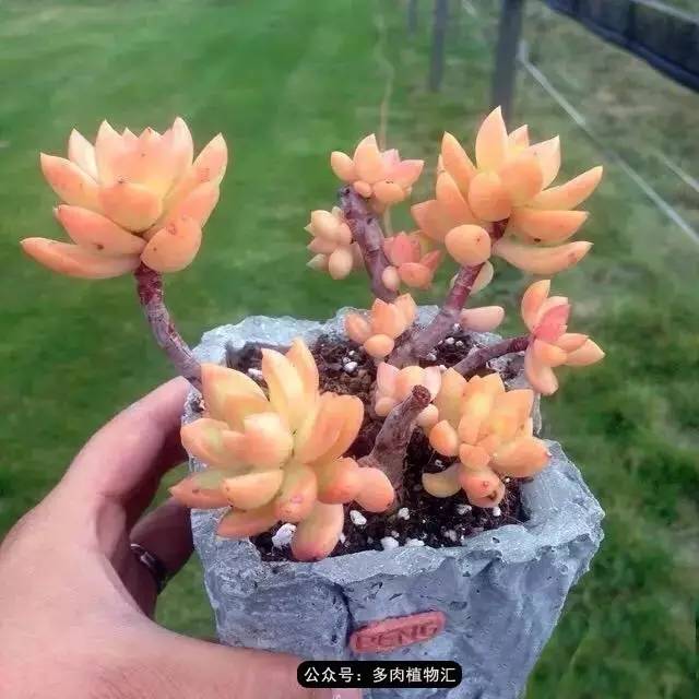 黄丽难养吗,黄丽怎么养