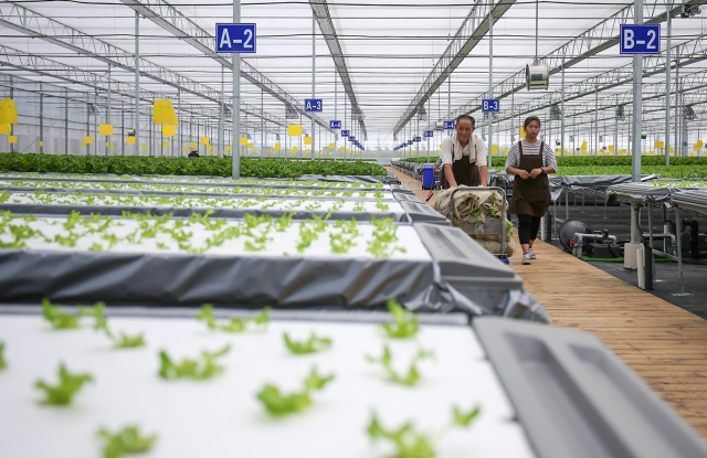 无土栽培蔬菜生产全过程,简易大棚种植无土栽培蔬菜技术