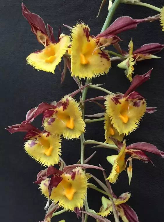 苍山珍稀兰花品种有哪些,顶级珍稀兰花品种大全视频