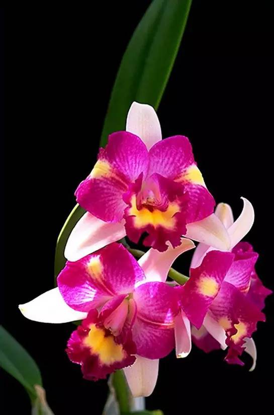 苍山珍稀兰花品种有哪些,顶级珍稀兰花品种大全视频