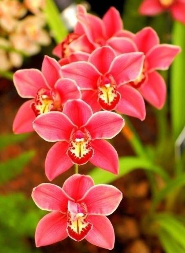 苍山珍稀兰花品种有哪些,顶级珍稀兰花品种大全视频