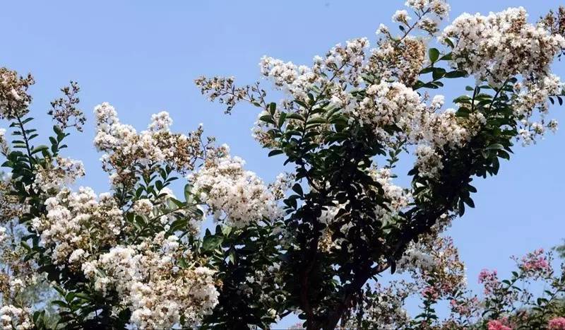 紫薇开花发朋友圈,紫薇树图片朋友圈