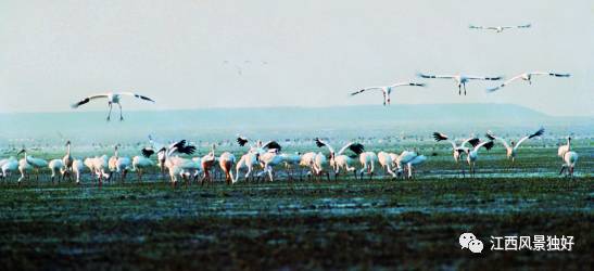 江西共青城风景区,走遍江西100县