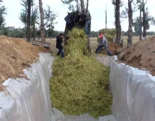 玉米秸秆制作秸秆颗粒饲料图片,玉米秸秆怎么制作养牛饲料