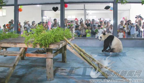 大熊猫贤贤最新视频,大熊猫贤贤德州