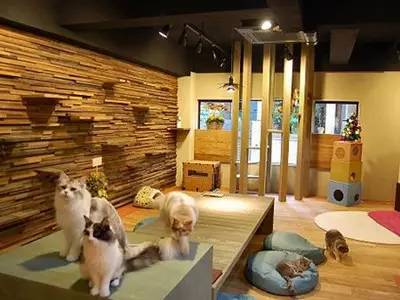 动物们开始工作,动物们开始冒险