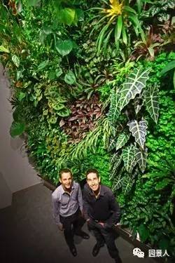 一说到垂直绿化,脑袋里就蹦出他,他,他(附失败案例经验总结)