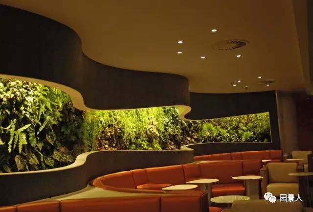 一说到垂直绿化,脑袋里就蹦出他,他,他(附失败案例经验总结)