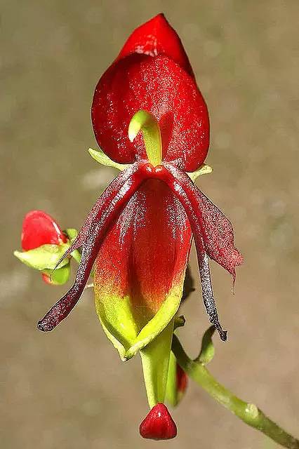 苍山珍稀兰花品种有哪些,顶级珍稀兰花品种大全视频