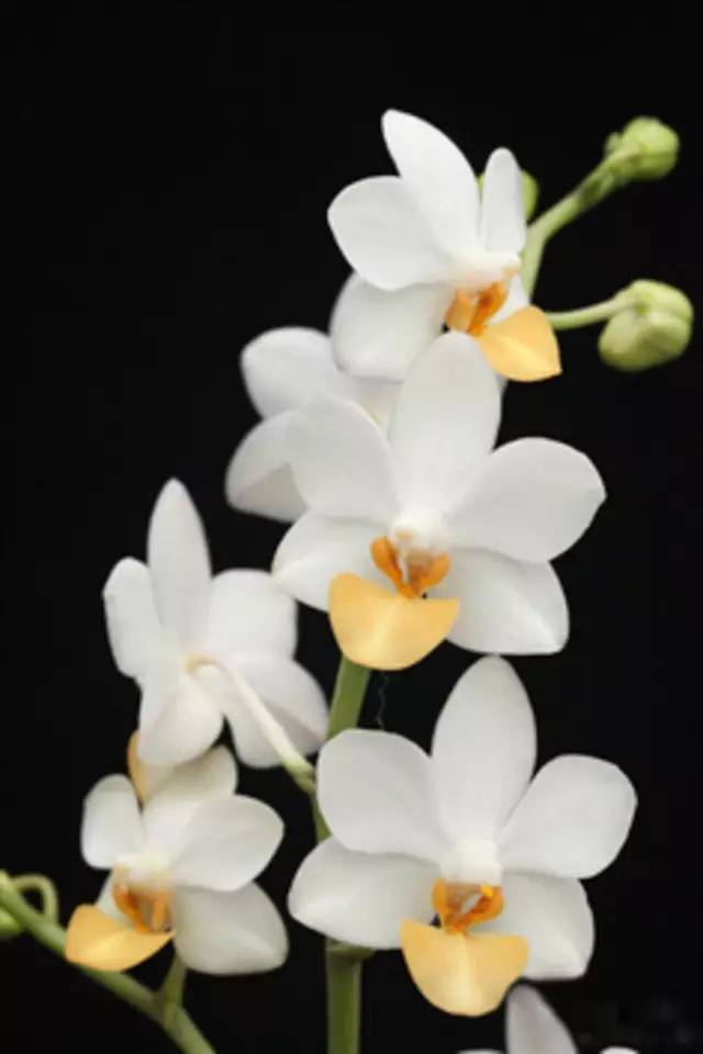 苍山珍稀兰花品种有哪些,顶级珍稀兰花品种大全视频