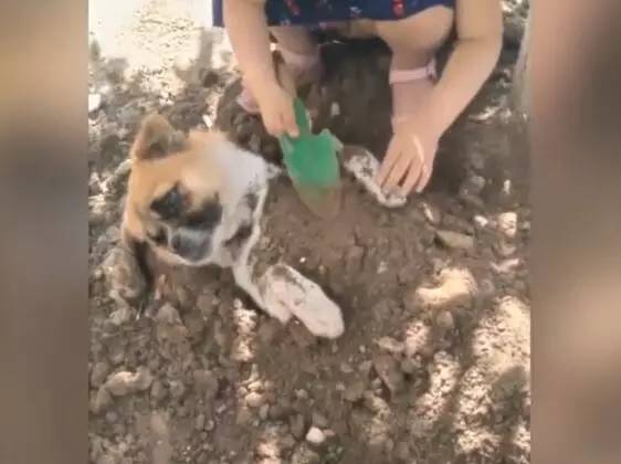 小女孩用泥土玩“埋狗”游戏，狗狗一脸生无可恋的任埋
