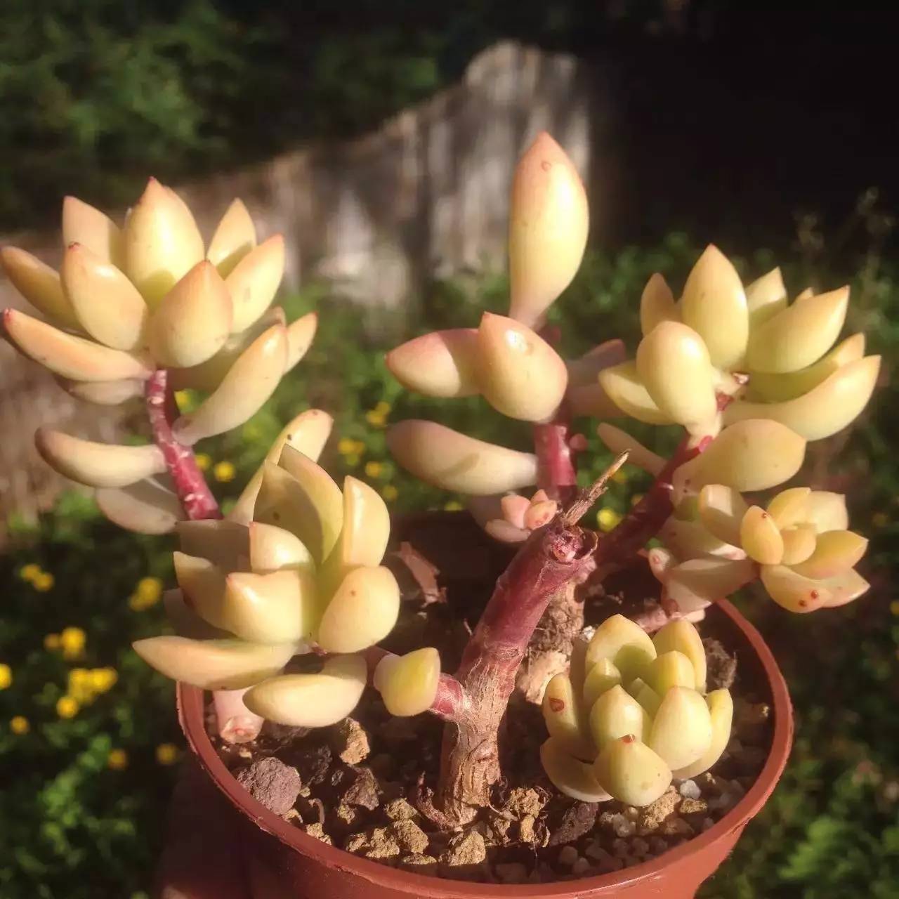 黄丽难养吗,黄丽怎么养