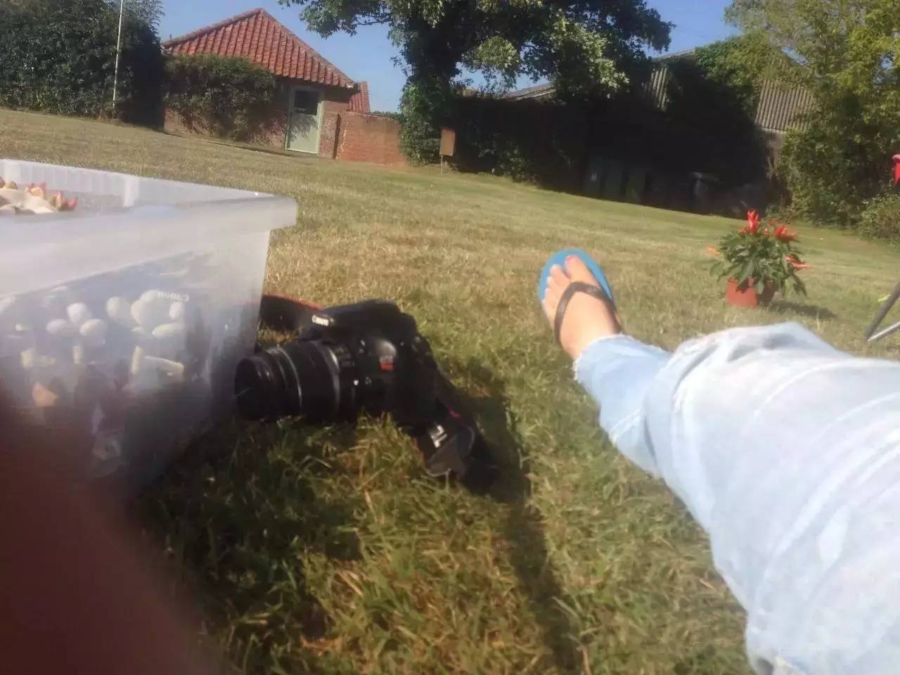 黄丽难养吗,黄丽怎么养