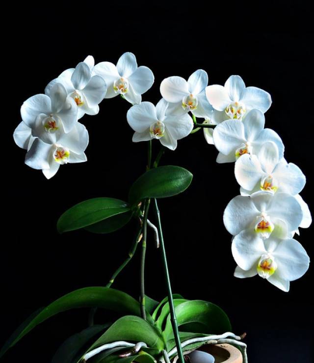 苍山珍稀兰花品种有哪些,顶级珍稀兰花品种大全视频