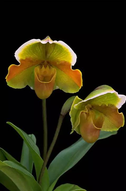 苍山珍稀兰花品种有哪些,顶级珍稀兰花品种大全视频