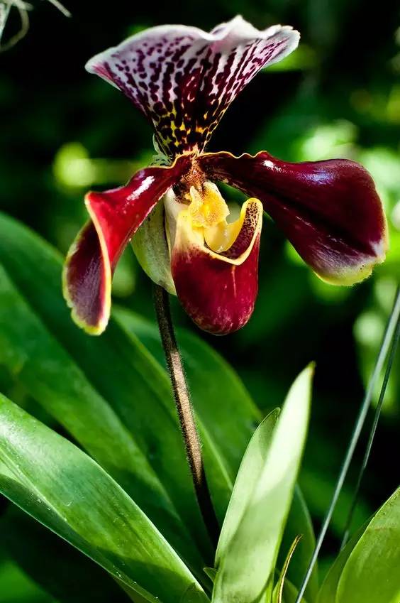 苍山珍稀兰花品种有哪些,顶级珍稀兰花品种大全视频