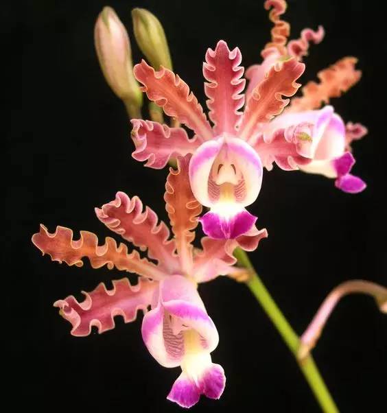 苍山珍稀兰花品种有哪些,顶级珍稀兰花品种大全视频