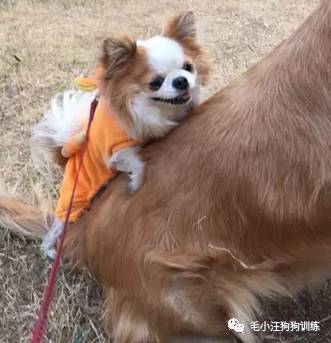 狗子好不容易和金毛女神独处,动情关键时刻竟然尿了!现场日狗真是……