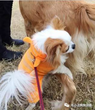 狗子好不容易和金毛女神独处,动情关键时刻竟然尿了!现场日狗真是……