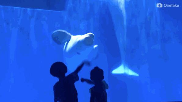 孩子去极地馆总是玩不够?现在一家三口无限次畅游只要650元|还有机会抢免费门票