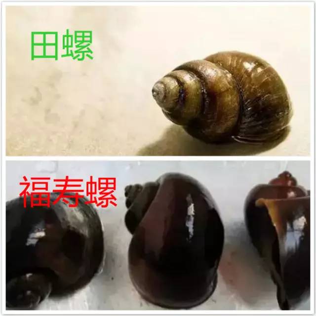 福寿螺寄生虫真实案,女子吃福寿螺感染寄生虫