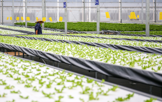 无土栽培蔬菜生产全过程,简易大棚种植无土栽培蔬菜技术