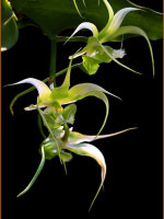 苍山珍稀兰花品种有哪些,顶级珍稀兰花品种大全视频