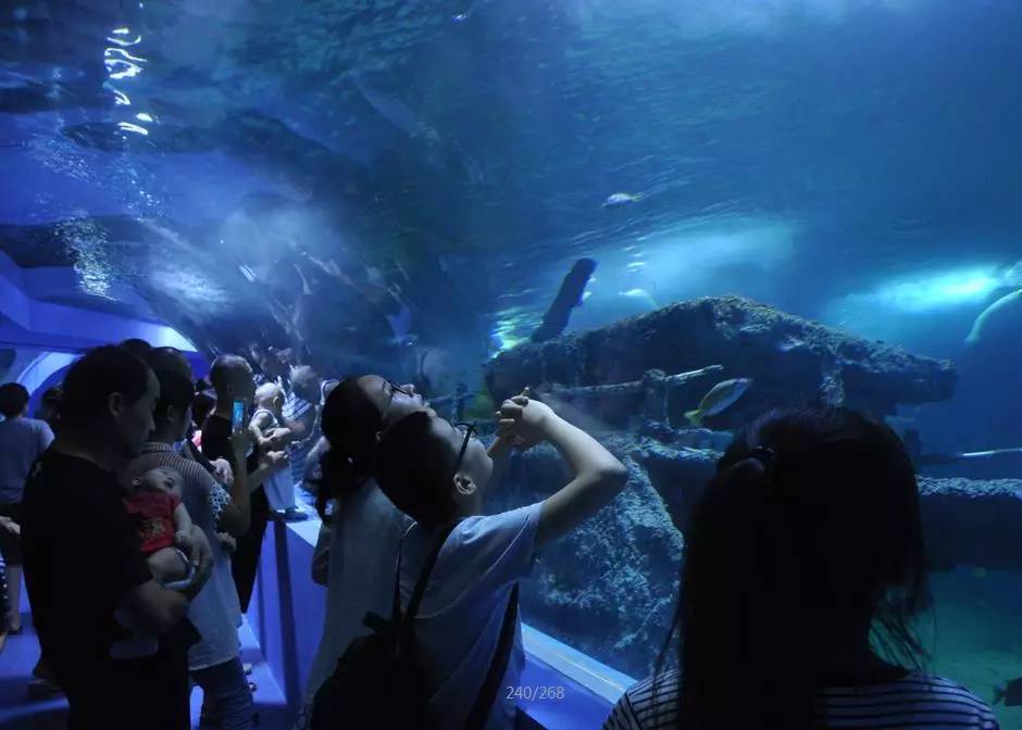 聊城市海底世界,聊城海底世界真实视频